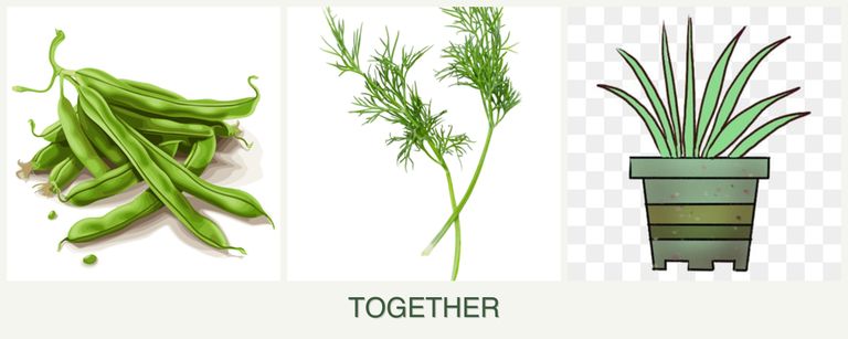 Can you plant beans, dill and lemongrass together?