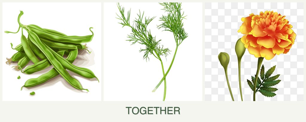 Can you plant beans, dill and marigolds together?