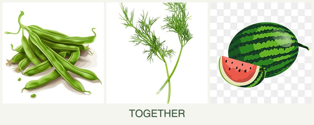 Can you plant beans, dill and melons together?
