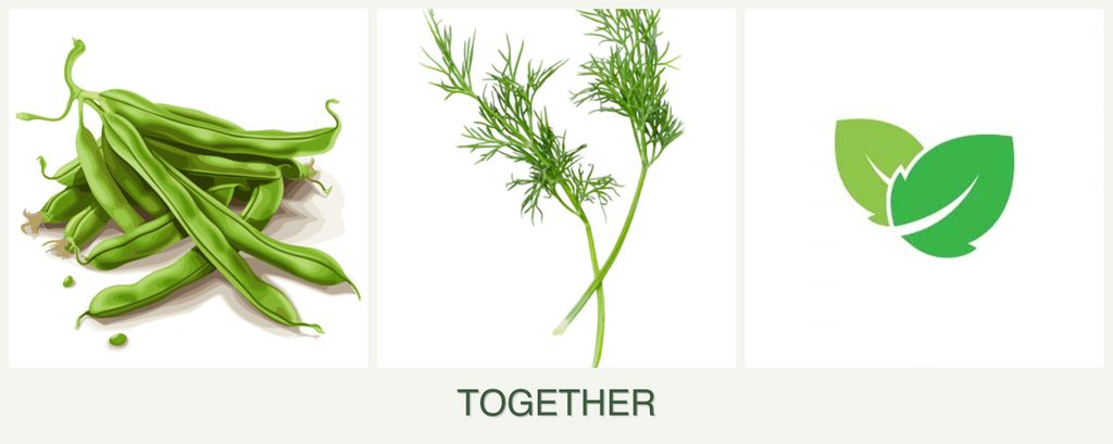 Can you plant beans, dill and mint together?