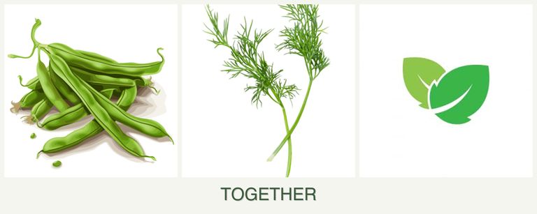 Can you plant beans, dill and mint together?