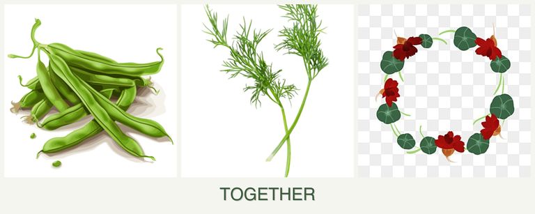 Can you plant beans, dill and nasturtiums together?