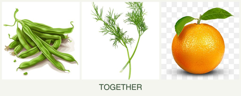 Can you plant beans, dill and oranges together?