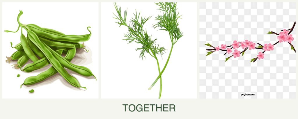 Can you plant beans, dill and peaches together?