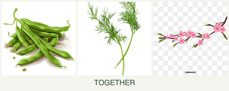 Can you plant beans, dill and peaches together?