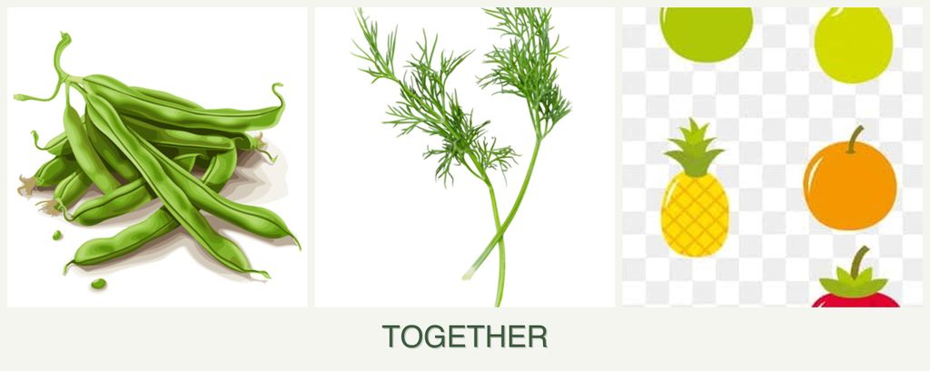 Can you plant beans, dill and pears together?