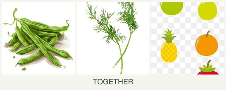 Can you plant beans, dill and pears together?