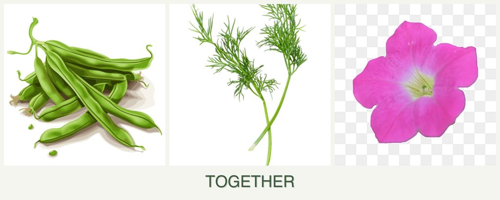 Can you plant beans, dill and petunias together?