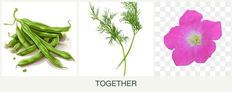 Can you plant beans, dill and petunias together?