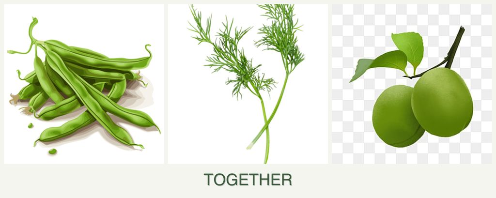 Can you plant beans, dill and plums together?