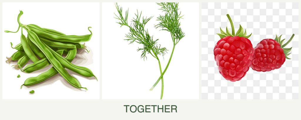 Can you plant beans, dill and raspberries together?