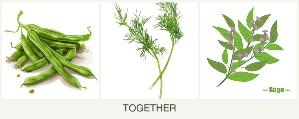 Can you plant beans, dill and sage together?