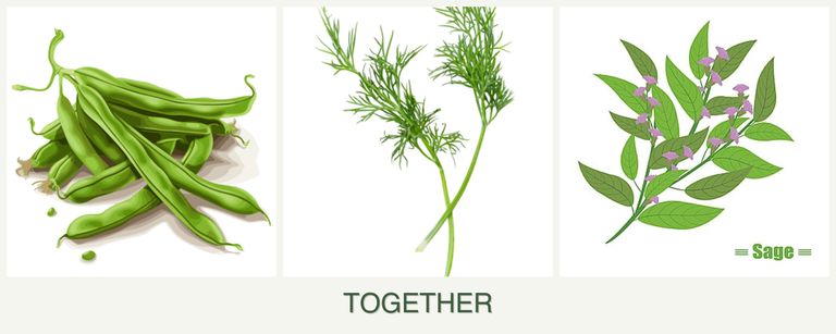 Can you plant beans, dill and sage together?