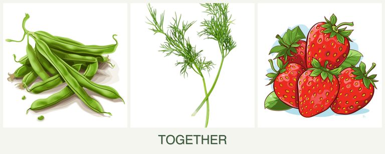 Can you plant beans, dill and strawberries together?