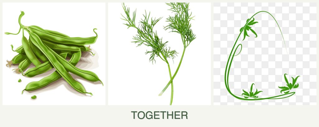 Can you plant beans, dill and tarragon together?