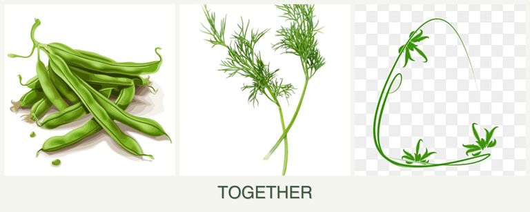 Can you plant beans, dill and tarragon together?