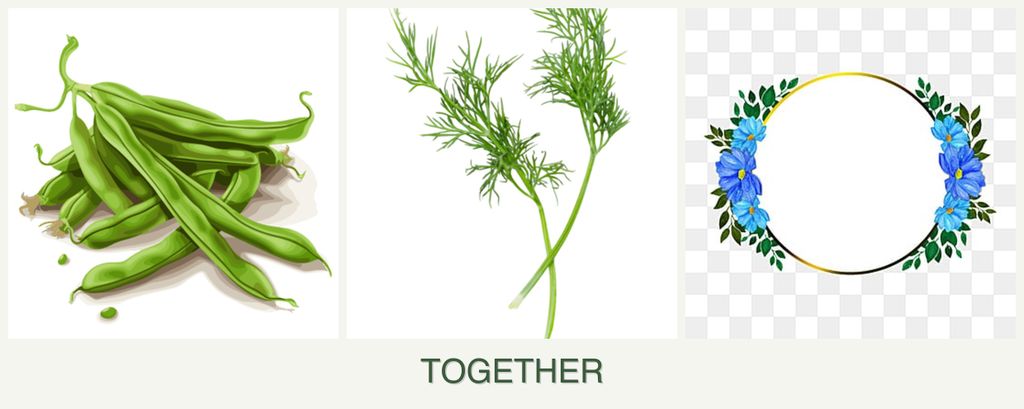 Can you plant beans, dill and zinnias together?