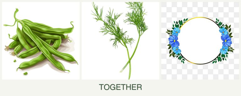 Can you plant beans, dill and zinnias together?