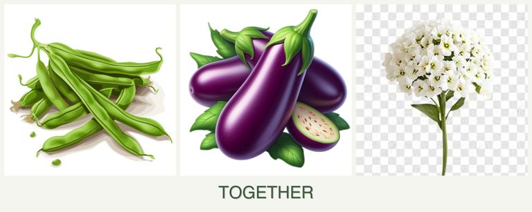 Can you plant beans, eggplant and alyssum together?
