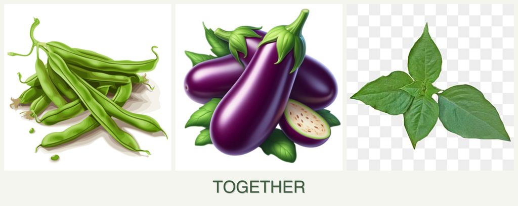 Can you plant beans, eggplant and basil together?