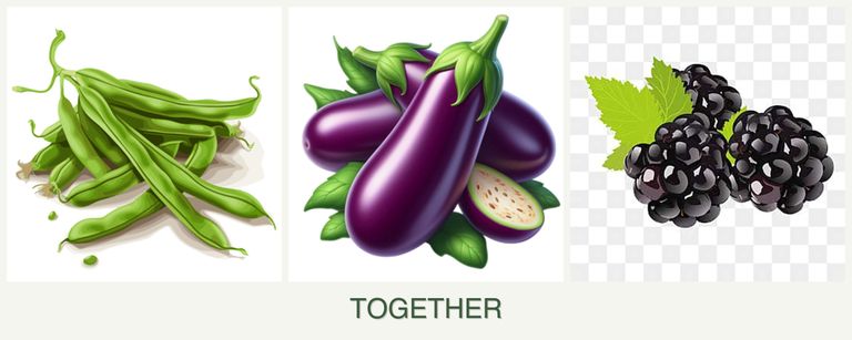 Can you plant beans, eggplant and blackberries together?