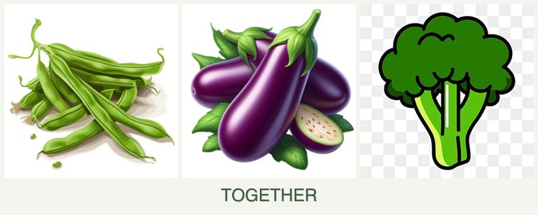 Can you plant beans, eggplant and broccoli together?