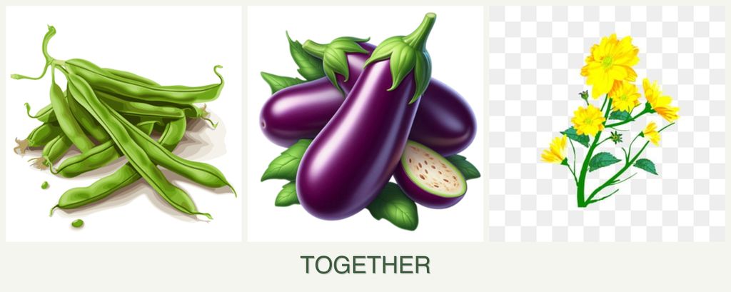 Can you plant beans, eggplant and calendula together?