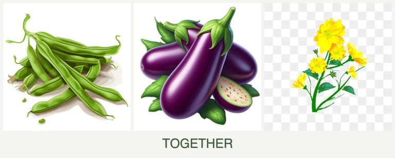 Can you plant beans, eggplant and calendula together?