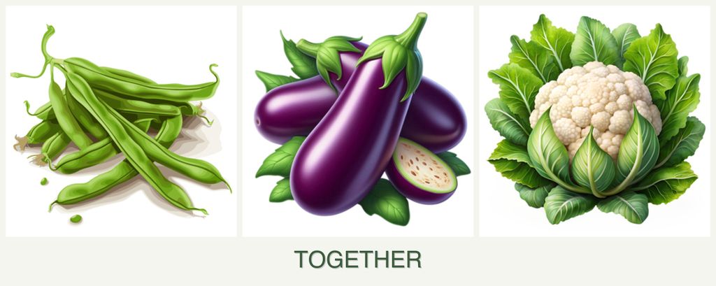 Can you plant beans, eggplant and cauliflower together?