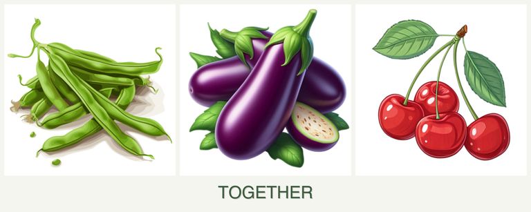 Can you plant beans, eggplant and cherries together?