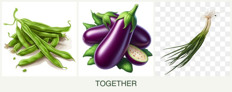 Can you plant beans, eggplant and chives together?