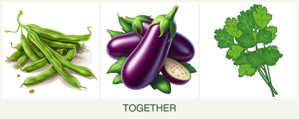 Can you plant beans, eggplant and cilantro together?