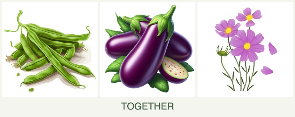 Can you plant beans, eggplant and cosmos together?