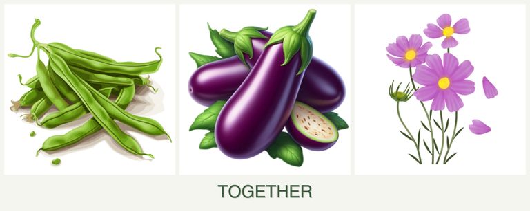 Can you plant beans, eggplant and cosmos together?