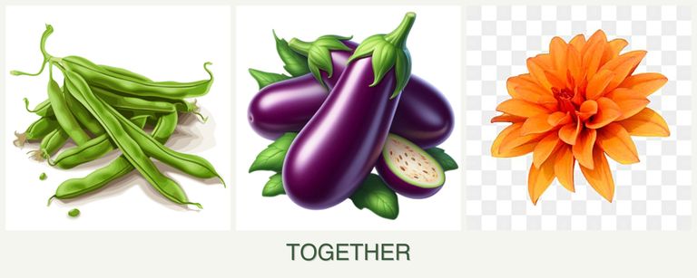 Can you plant beans, eggplant and dahlias together?