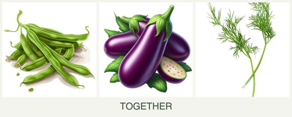 Can you plant beans, eggplant and dill together?