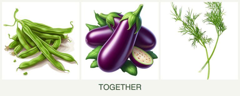 Can you plant beans, eggplant and dill together?