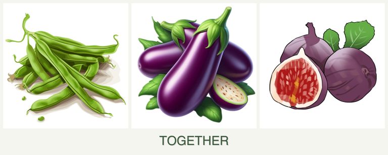 Can you plant beans, eggplant and figs together?