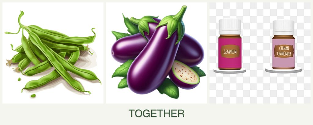 Can you plant beans, eggplant and geraniums together?