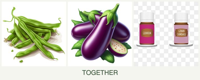 Can you plant beans, eggplant and geraniums together?