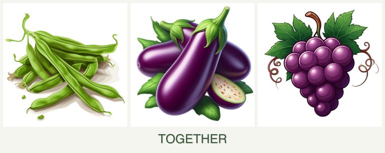 Can you plant beans, eggplant and grapes together?