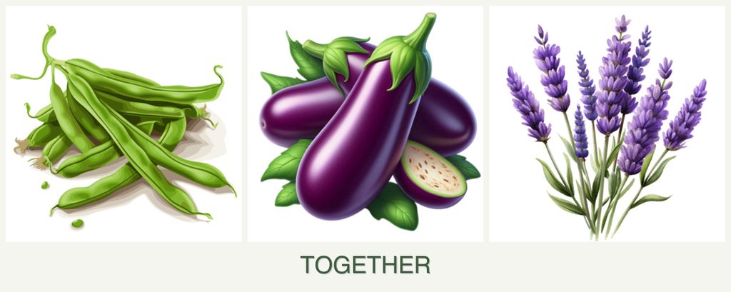 Can you plant beans, eggplant and lavender together?
