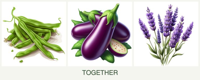 Can you plant beans, eggplant and lavender together?