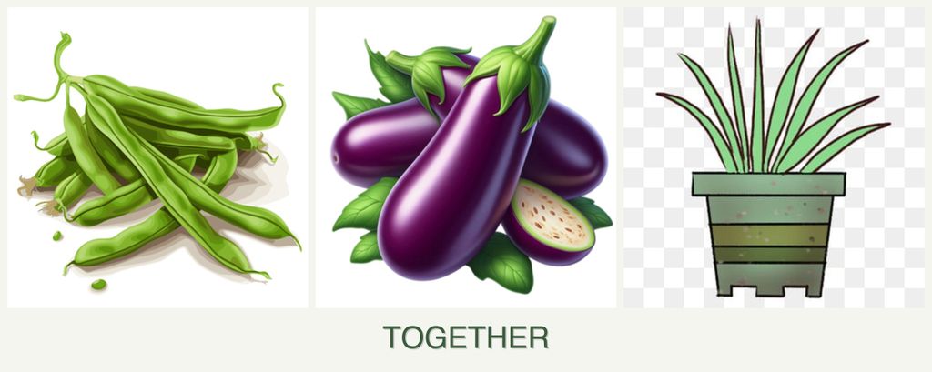 Can you plant beans, eggplant and lemongrass together?