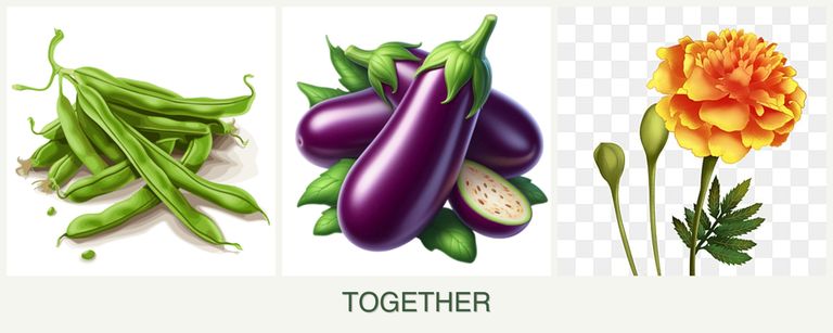 Can you plant beans, eggplant and marigolds together?