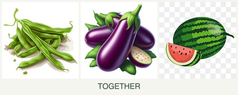 Can you plant beans, eggplant and melons together?