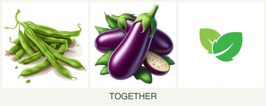 Can you plant beans, eggplant and mint together?