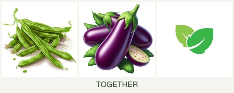 Can you plant beans, eggplant and mint together?