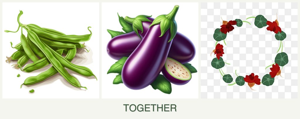 Can you plant beans, eggplant and nasturtiums together?