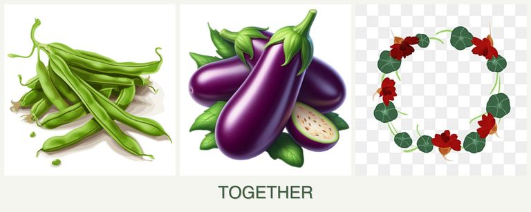 Can you plant beans, eggplant and nasturtiums together?